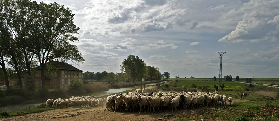 Rebaño de ovejas en Paredes de Nava - fotografía de Paco Infante